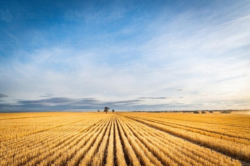 PORTOFOLIU AGRICOL PREMIUM 3.000 HA SUDUL ROMÂNIEI OPORTUNITATE INVESTIȚIONALĂ