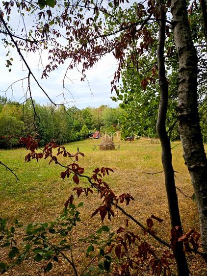 Poiană privată, pădure și cabană | Proprietate cu potențial turistic - 9