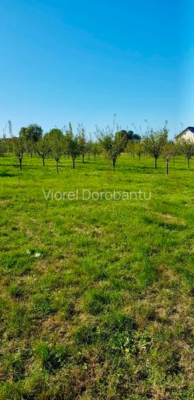 Casa si teren de vanzare (6000 mp) - 9