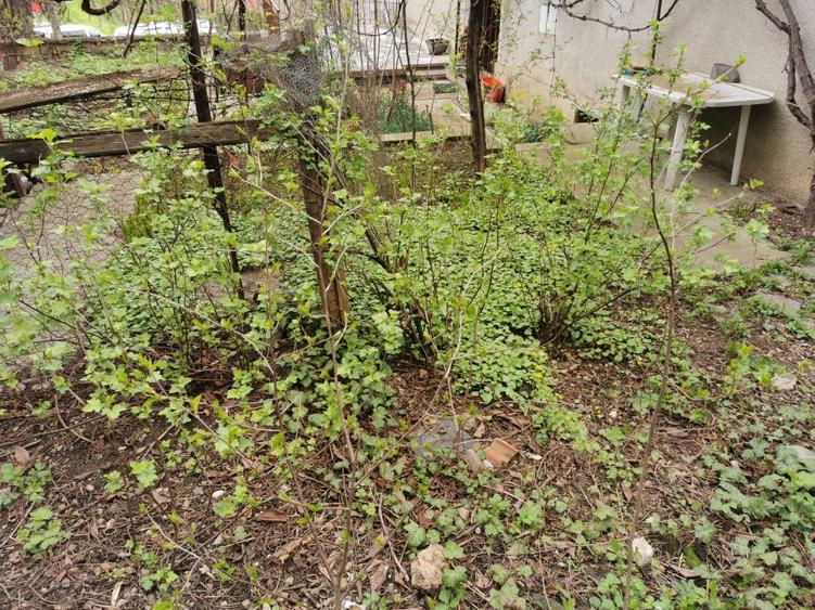 Apartament 5 camere pe 2 niveluri zona Central