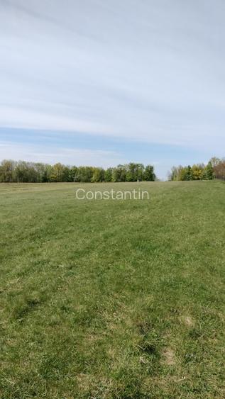 Teren extravilan 7.200 mp Bordea - Grajduri/ Oportunitate Investiție  - 14