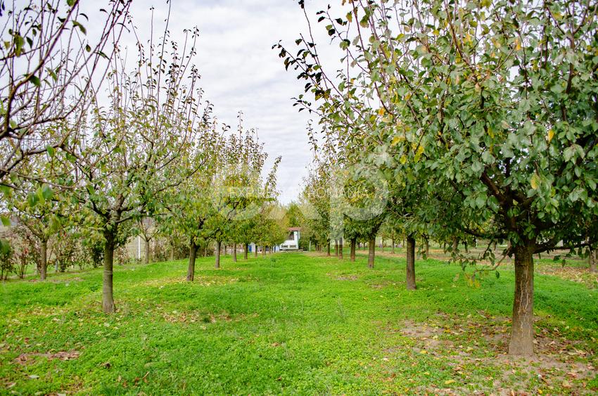 Teren cu livadă de vânzare – Sârbova, poziție excelentă! - 5