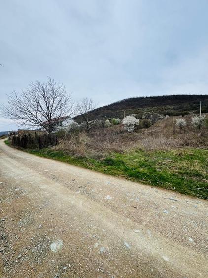 Teren Construcții intravilan de 6042 mp, în Berzasca