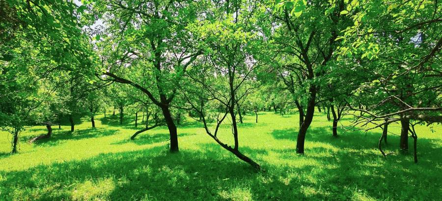 Teren Talea 3000Mp , la 2 pasi de Breaza , la numai 10E/Mp