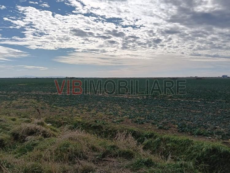 Ferma Agricolă 1.350 Hectare – Grad de Comasare 96–97%, Chișineu Criș, Județul A