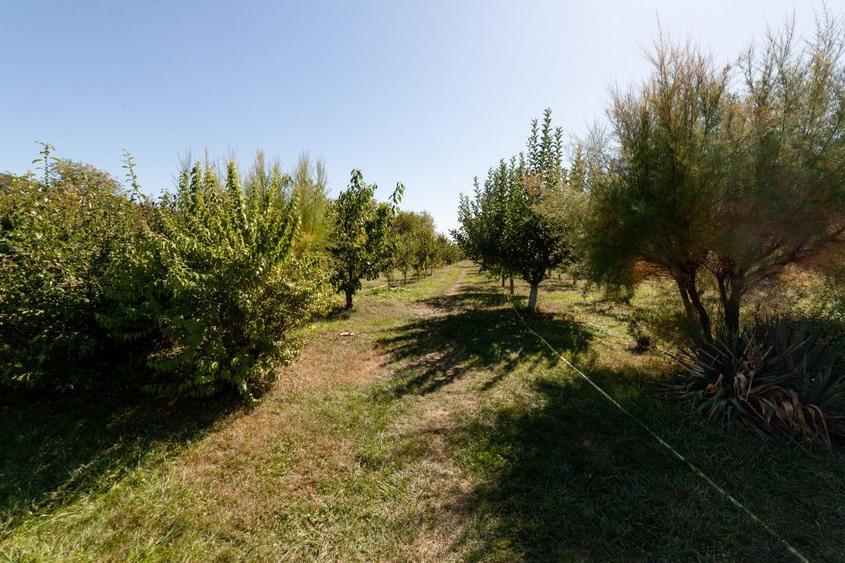 Casa visurilor cu 4000 mp livada roditoare si gradina Darmanesti-Arges