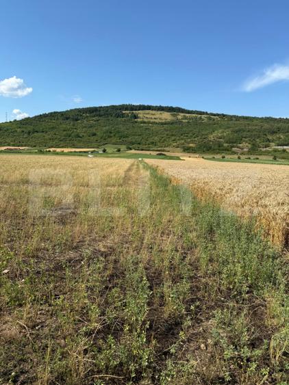 Teren intravin 2000 mp in Soimus