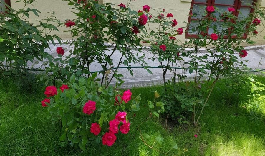 Vila cu arhitectura si intimitate Cismigiu
