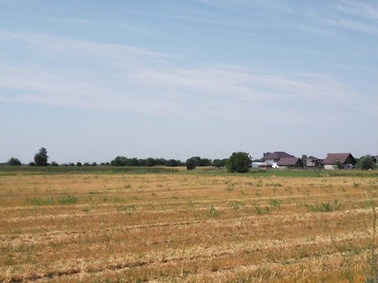 TEREN MOARA VLASIEI - CACIULATI 1500 mp