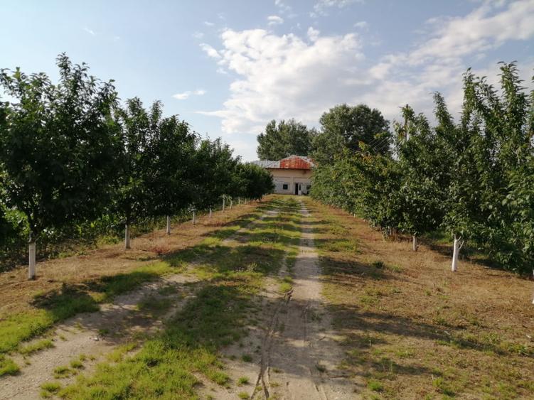 Teren intravilan 25255  m² - Central