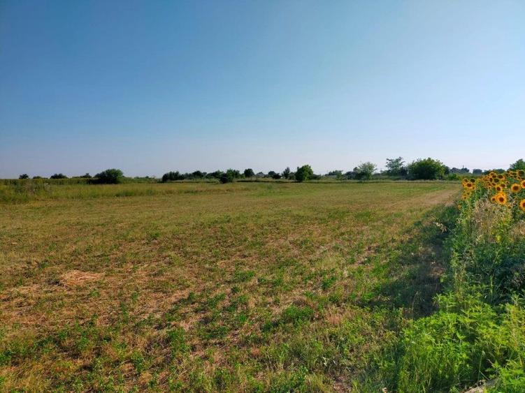 Teren intravilan 2,502mp Moara Vlasiei