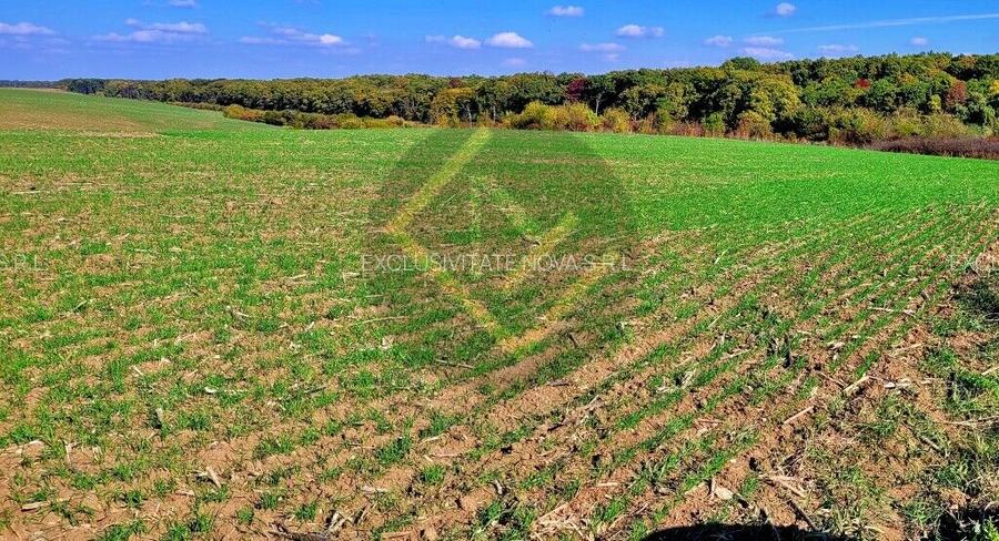 Teren 9Ha -> 16Ha Ha Intravilan , Exit A3 Snagov Ghermanesti Bucuresti-Ploiesti - 18