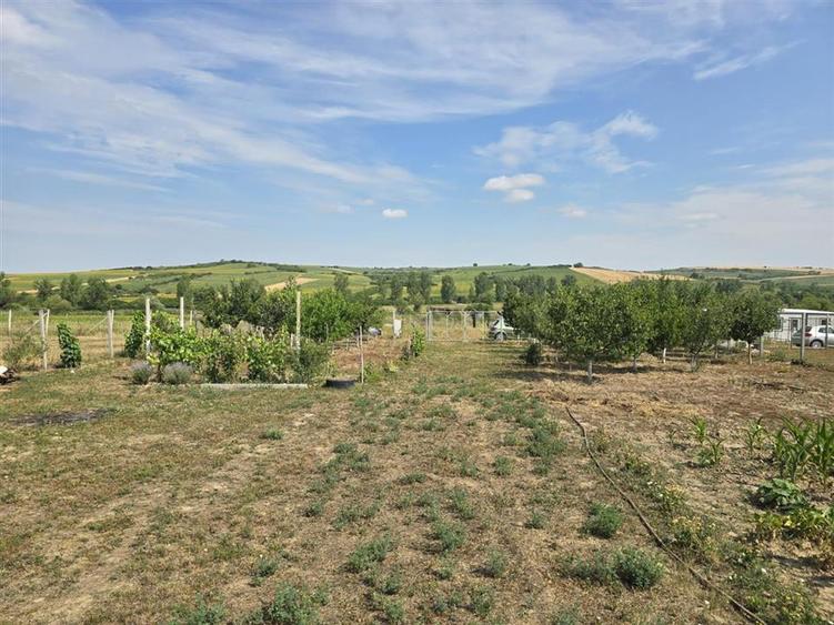 TEREN INTRAVILAN | 1000 MP | PALEU | BIHOR