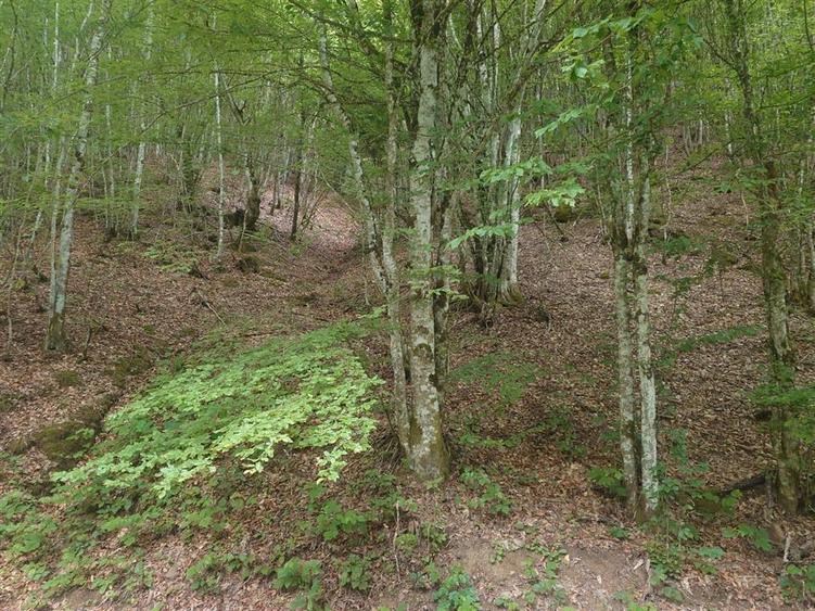 Teren in Bulzestii de Sus 710mp