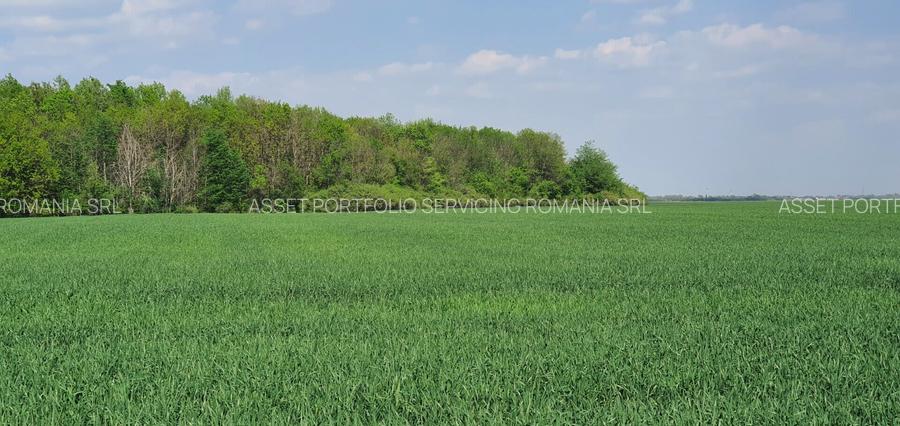 Teren intravilan Butimanu/Barbuceanu, Dambovita - 3
