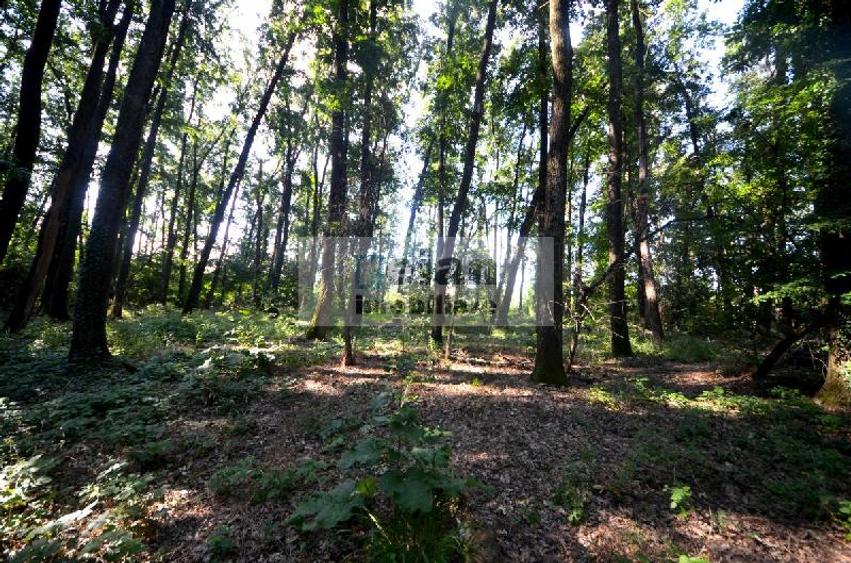 Corbeanca - Padure Petresti, 6000 Mp, Teren Unic, 52 Deschidere, Utili