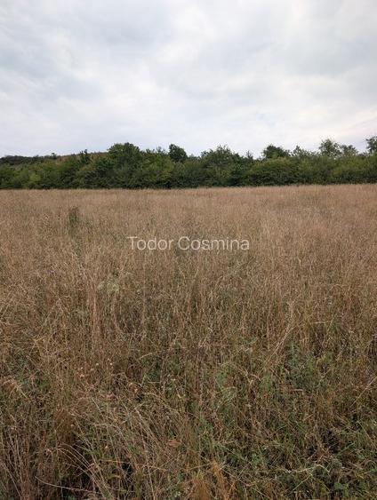 2 PARCELE DE TEREN – ZONA GUSTERITA | ~1.000 MP - 4