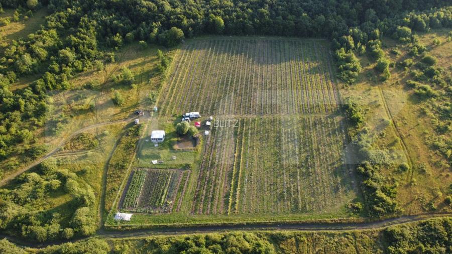 Afacere la Cheie: Plantație Afine – 1.93 Ha – Profit Garantat - 2