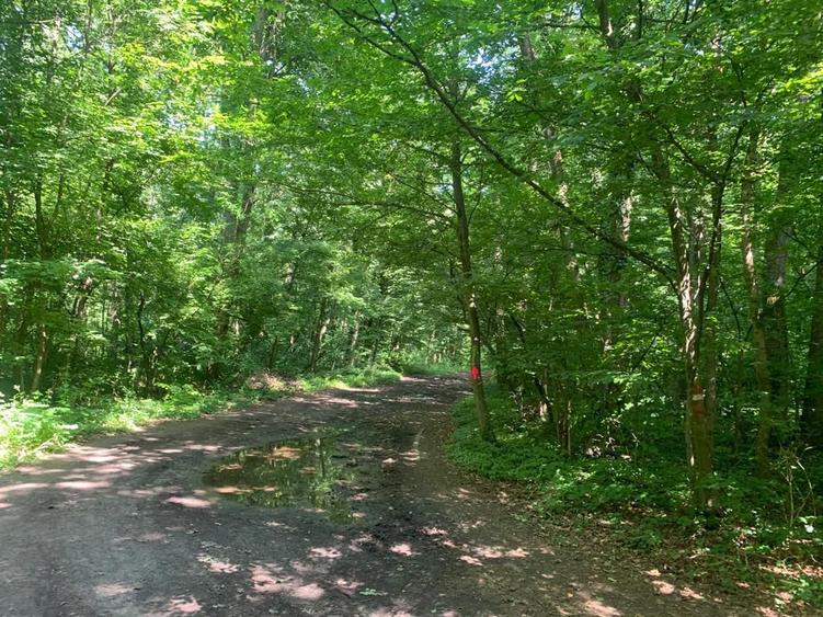 46644 mp teren in Padurea Baneasa proiect exclusivist