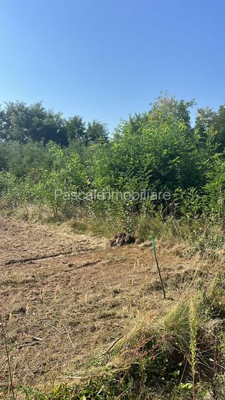 Teren intravilan de vânzare – Valea Avrigului | deschidere la șosea asfaltată - 2