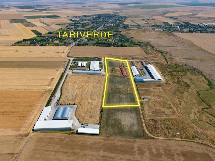 Cogealac - Tariverde – Ferma cu teren intravilan, utilitati racordate!