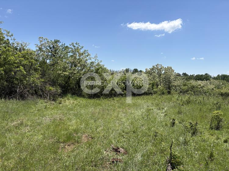 Intravilan 3015 mp Moșoaia | 48 ml deschidere | Lângă pădure - 5