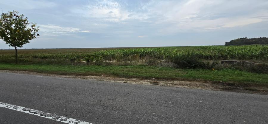 LIVADA DE VANZARE FOCSANI-DUMBRAVITA 1,8 HA