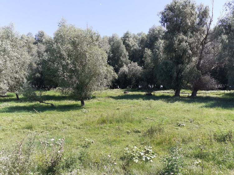 OCAZIE; teren MAHMUDIA 12euro/m.p. Suprafata 5000 m.p. Deschidere la Dunare 48m