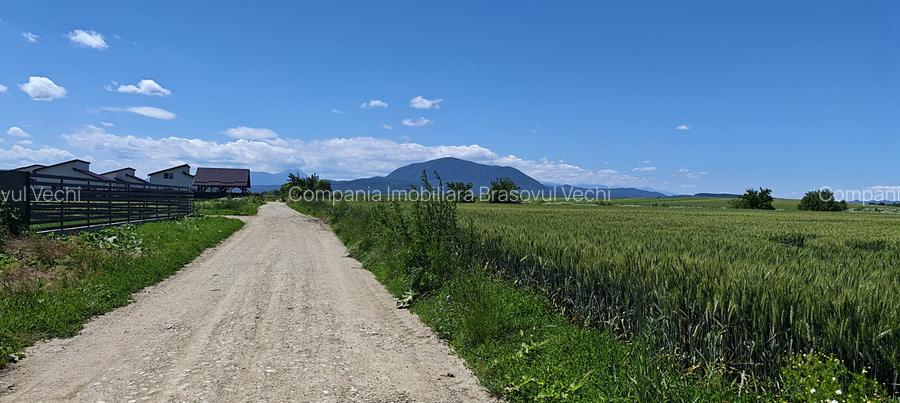 Loturi de casă în Hălchiu - Brașov. - 3