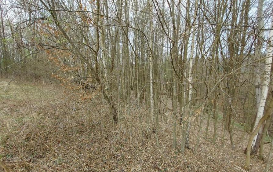 Teren extravilan 8.800 mp, HUNEDOARA, RIBITA