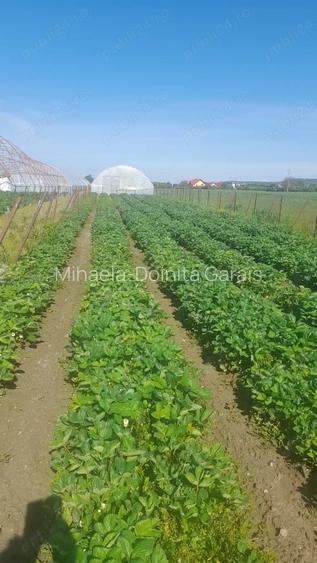 🌱 5.000 MP cu 4 SOLARII | EXPLOATAȚIE AGRICOLĂ | CĂLINEȘTI, ARGEȘ
