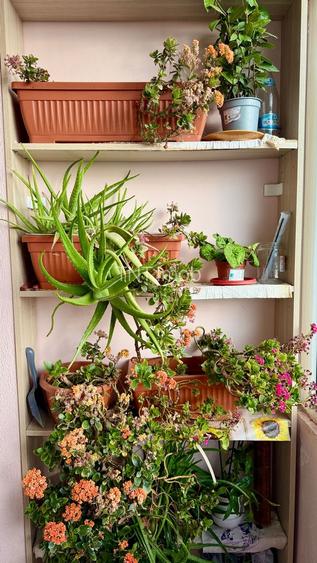 Garsoniera Rahova - Soseaua Alexandriei, Bidi Trans - 24