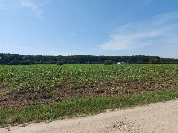 8.500 mp, cu deschidere la padure, dublă deschidere, Snagov –Ghermanesti