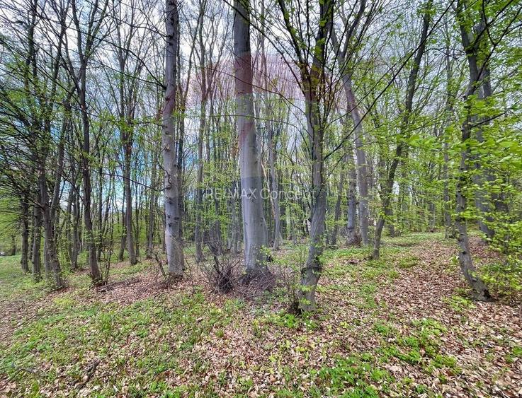 Teren cu suprafata de 10.000 mp I Faget - 3