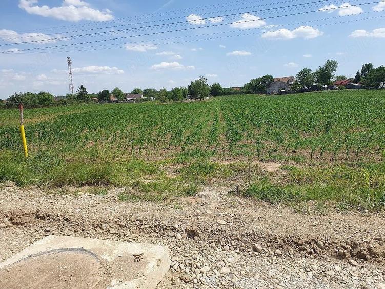Teren intravilan 1.000 mp | Moara Vlăsiei | Strada Berzei
