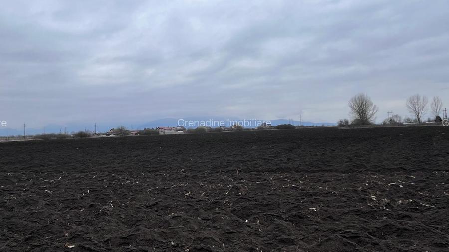 Teren 50000mp Extravilan-Intrare Halchiu-Cod 5235 - 7