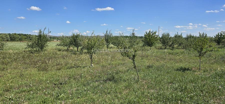Teren în zona Răscruci – ideal pentru hală, toate utilitățile - 3