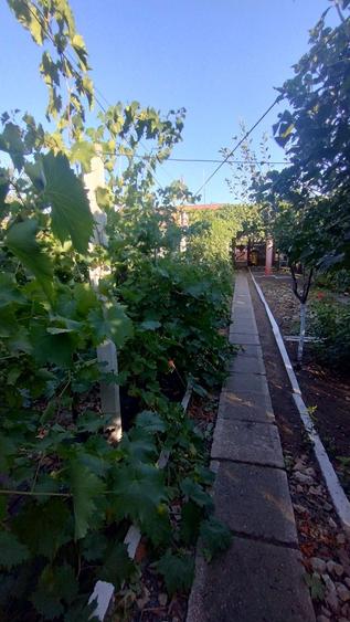 Casă, gradină, teren mare - Palazu Mare