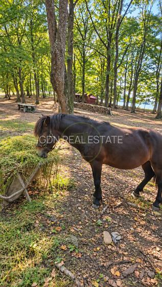 Vânzare teren extravilan pădure+ Pășune 17 000 mp Covasna - 3