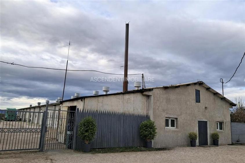 Hala industriala versatila,spatii cazare, platforma betonata,2.300 mp,Halchiu - 12