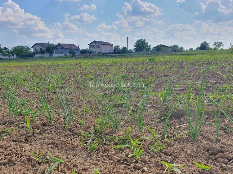 Teren intravilan 1.000 mp | Moara Vlăsiei | Strada Berzei - 5