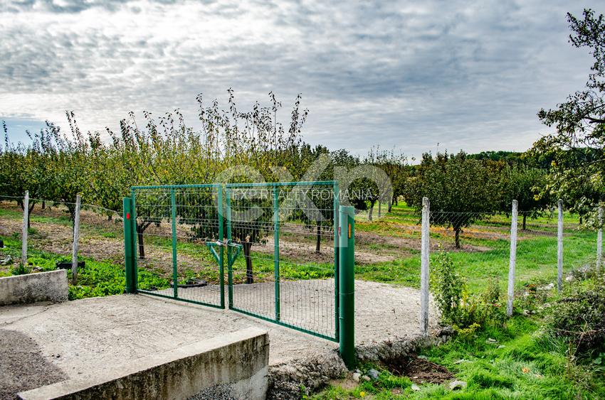 Teren cu livadă de vânzare – Sârbova, poziție excelentă! - 6