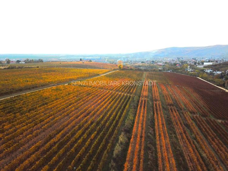 Podgorie de vita-de-vie nobila cu conac boieresc - 3