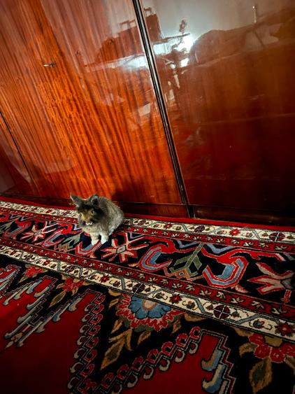 Babu's Vintage Apartment | Intrarea Gheorghe Costea Strada Inchisa - MT530
