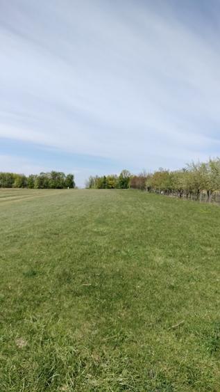 Teren extravilan 7.200 mp Bordea - Grajduri/ Oportunitate Investiție