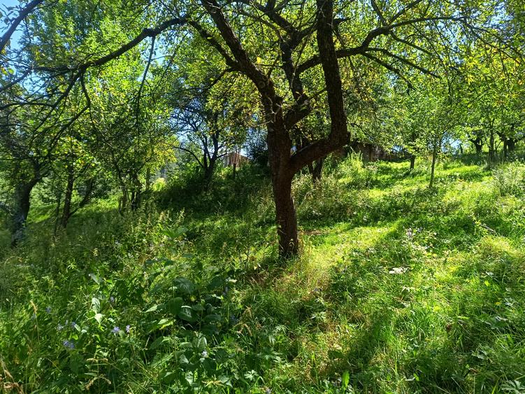 Gospodărie completă cu teren de 5.000 mp-Poiana Mărului, 198.000 €