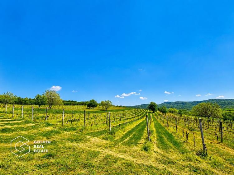 1,35 hectare vie pe rod (Cabernet si Merlot), Siria