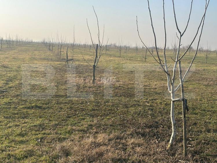 Ferma de nuci - teren agricol, zona Ivesti