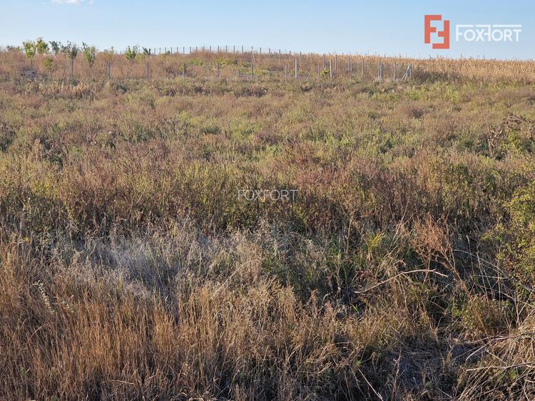 Teren extravilan de 3500 mp de vanzare in Remetea Mare