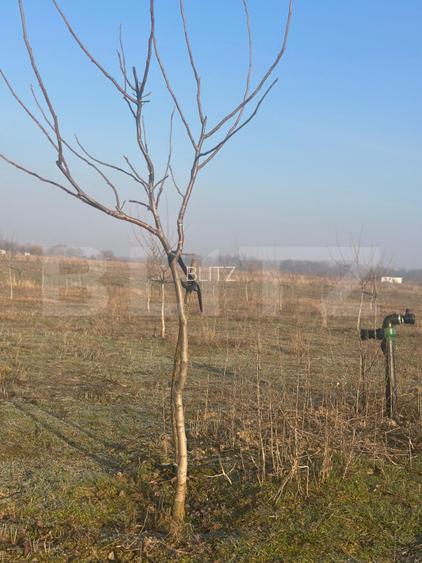 Ferma de nuci - teren agricol, zona Ivesti